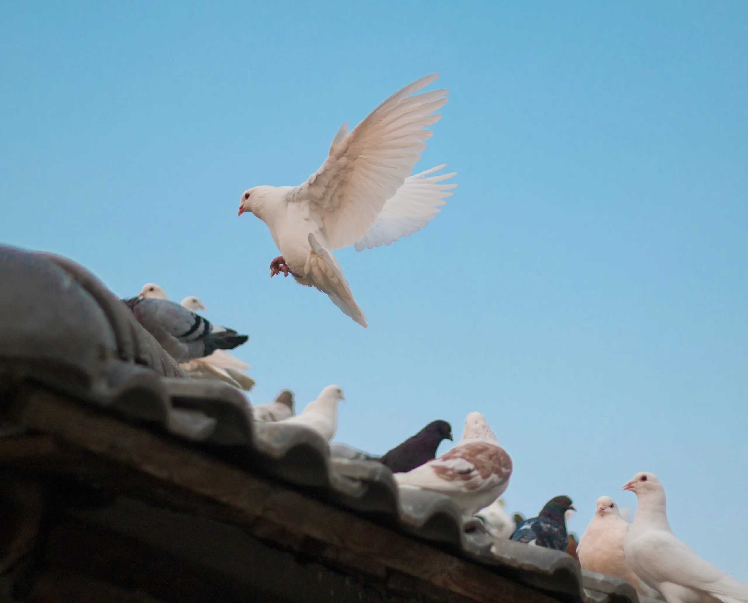 Pigeon sur toiture